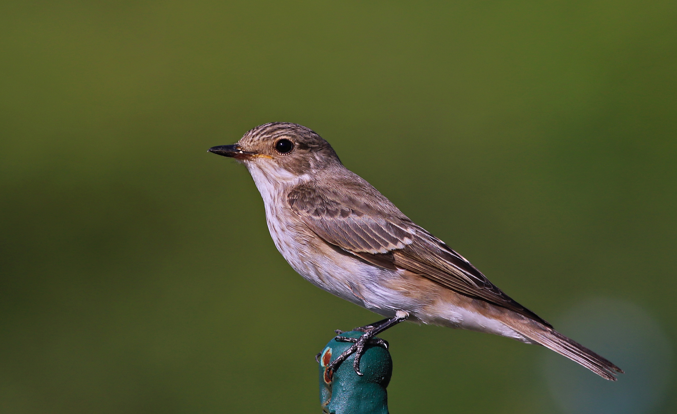 Spotted Flycatcher
